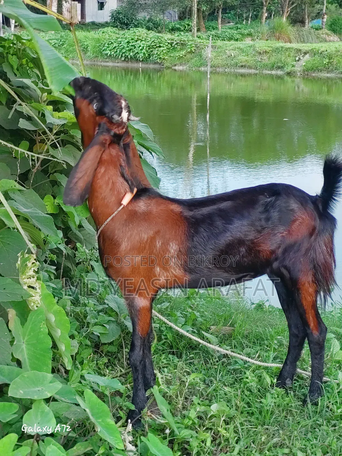একটি তোতাপুরি ছাগল বিক্রি করা হবে
