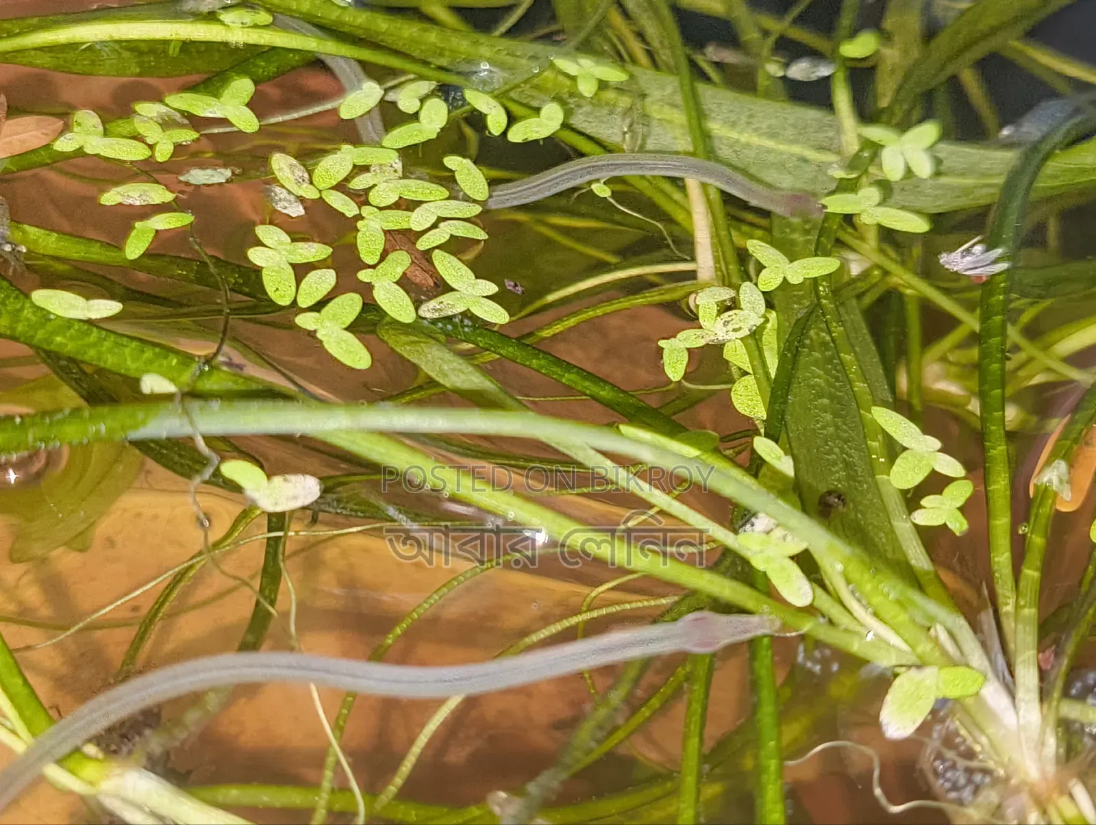 Baby Eel | ইলের বাচ্চা