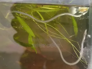 Baby Eel | ইলের বাচ্চা