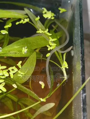 Baby Eel | ইলের বাচ্চা