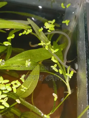 Baby Eel | ইলের বাচ্চা