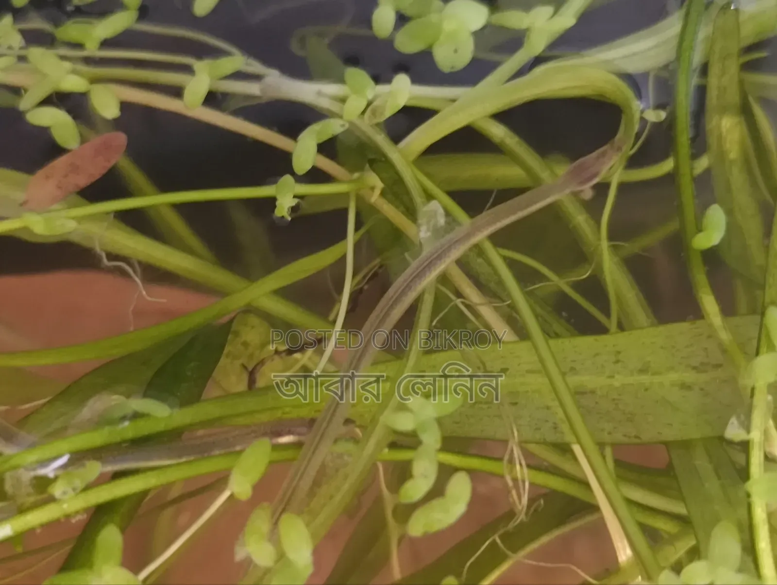Baby Eel | ইলের বাচ্চা