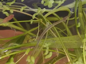 Baby Eel | ইলের বাচ্চা