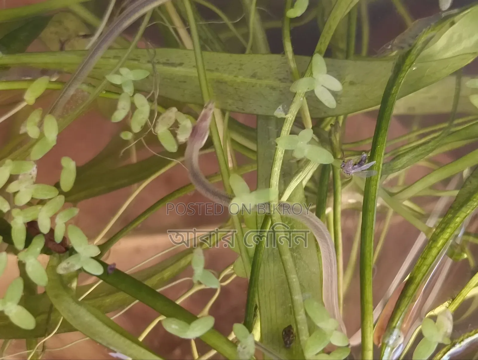 Baby Eel | ইলের বাচ্চা