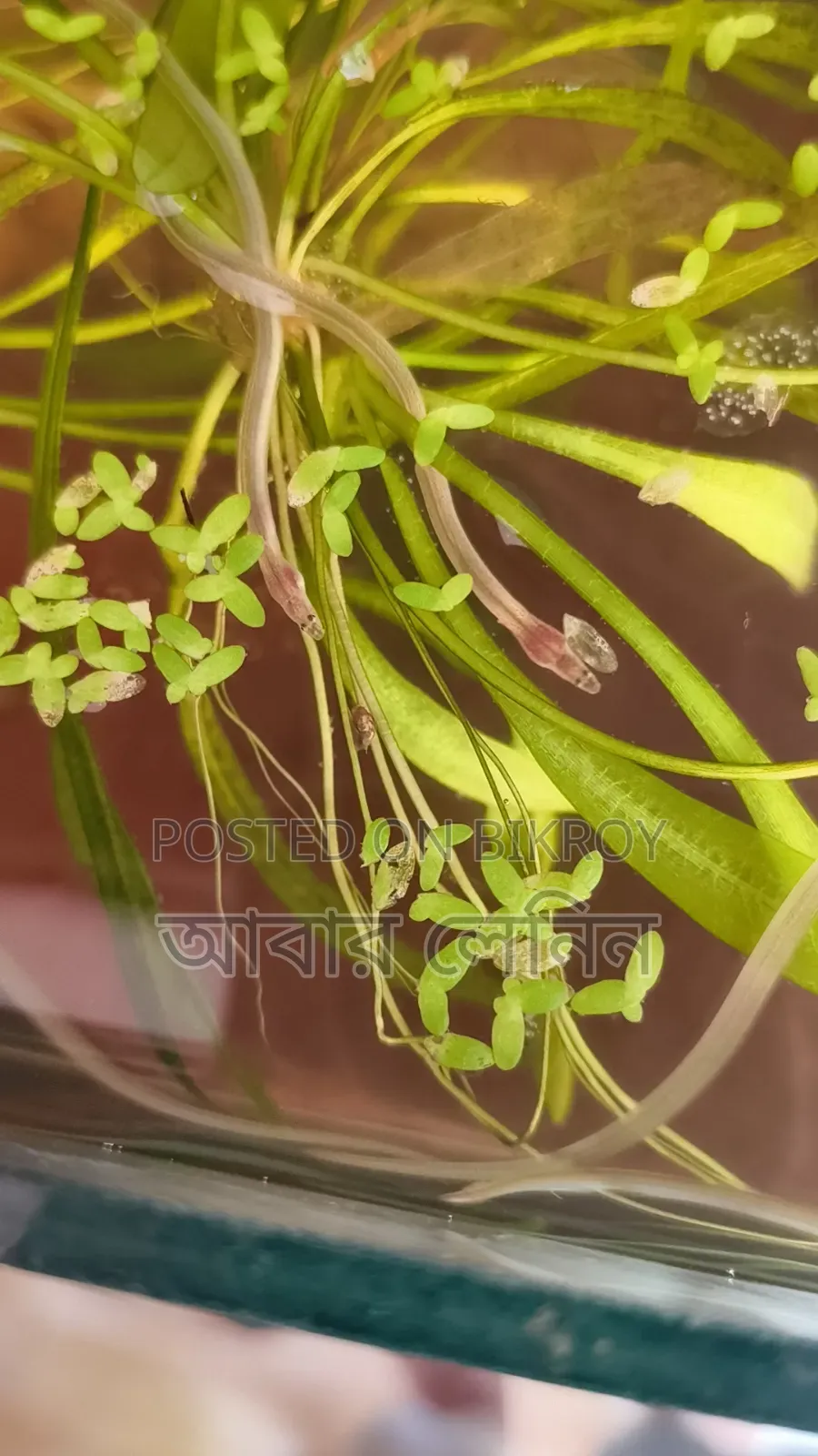 Baby Eel | ইলের বাচ্চা