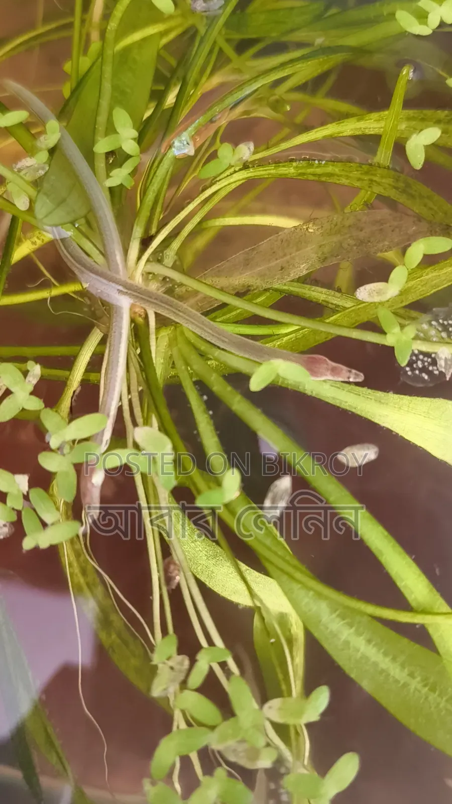 Baby Eel | ইলের বাচ্চা