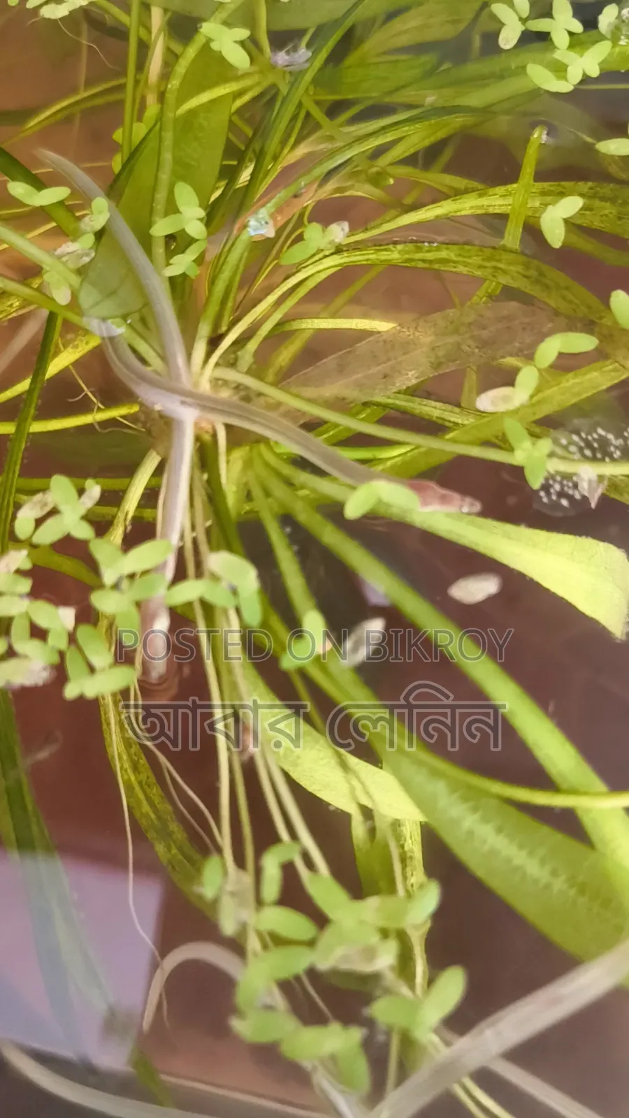 Baby Eel | ইলের বাচ্চা