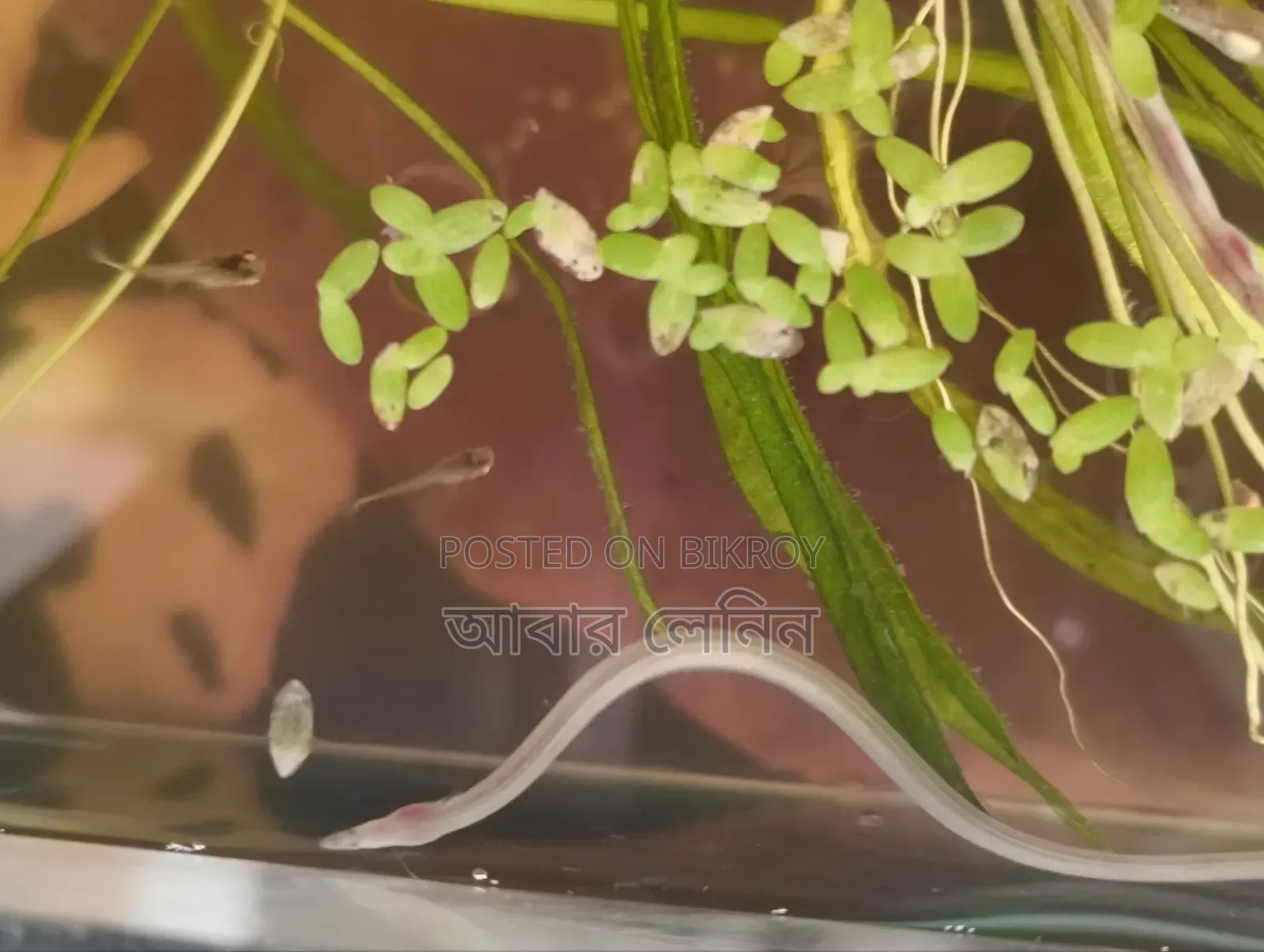 Baby Eel | ইলের বাচ্চা