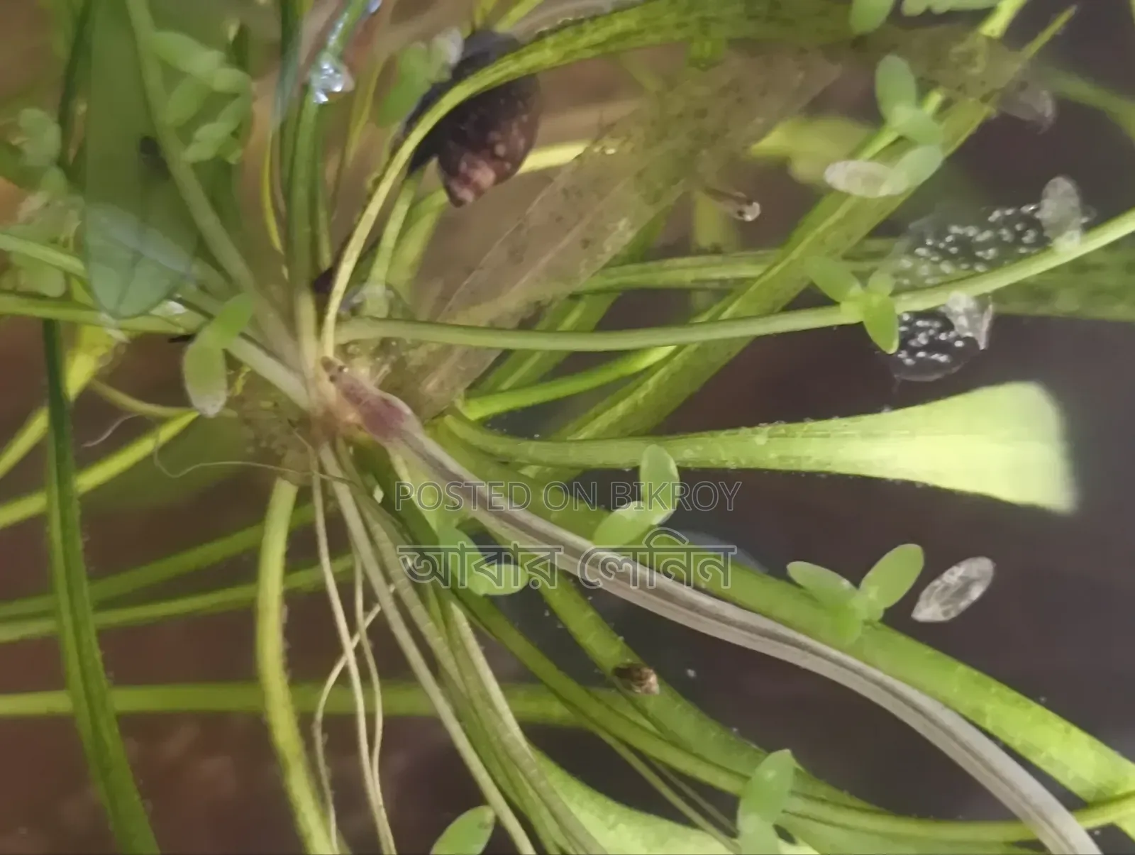 Baby Eel | ইলের বাচ্চা