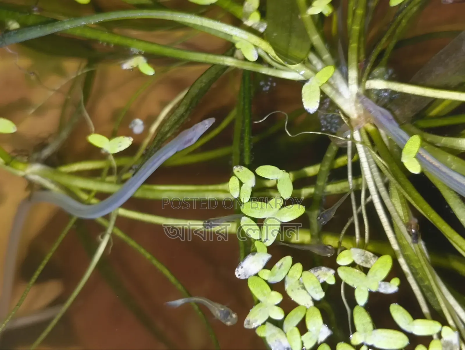 Baby Eel | ইলের বাচ্চা