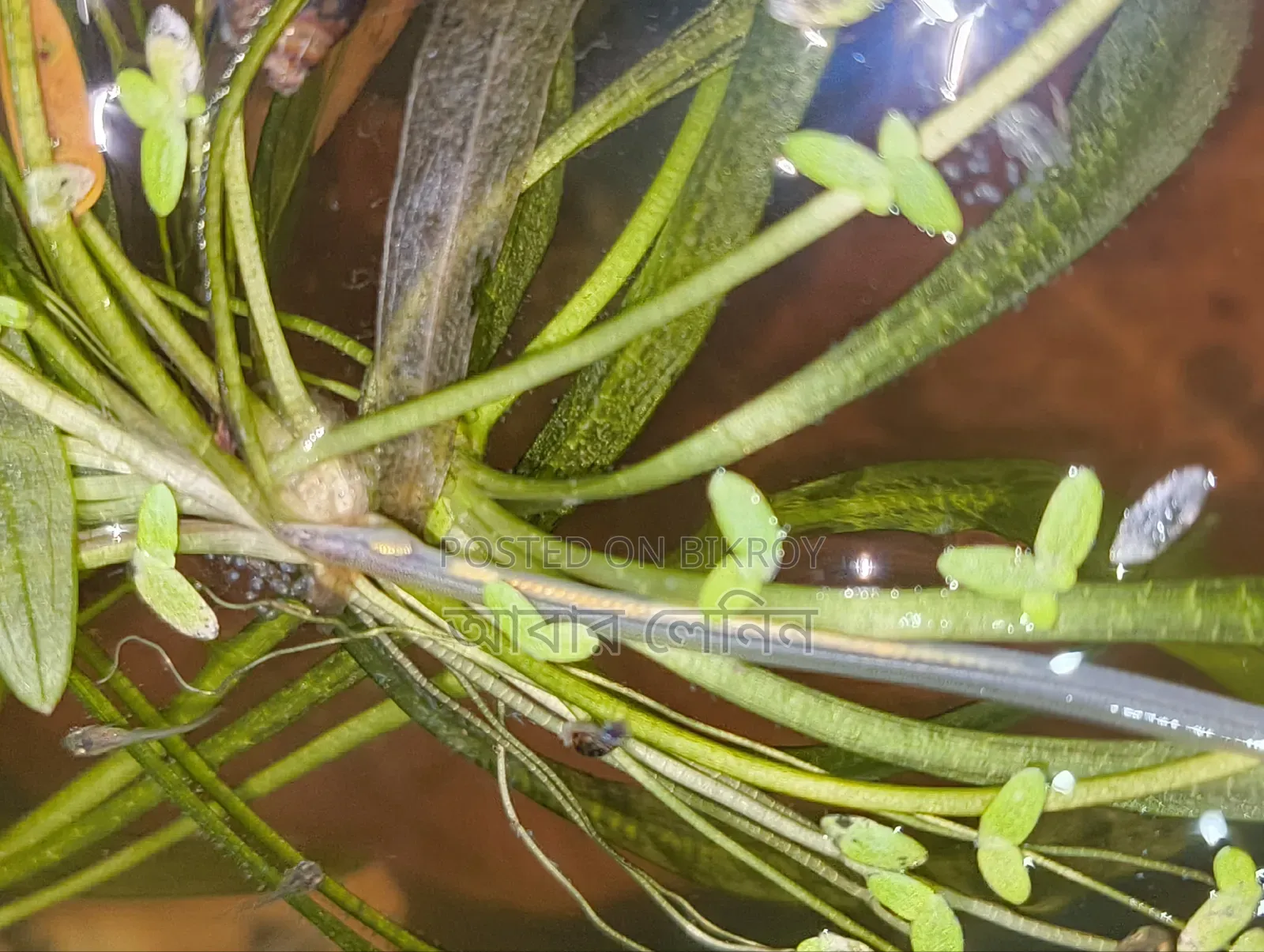 Baby Eel | ইলের বাচ্চা
