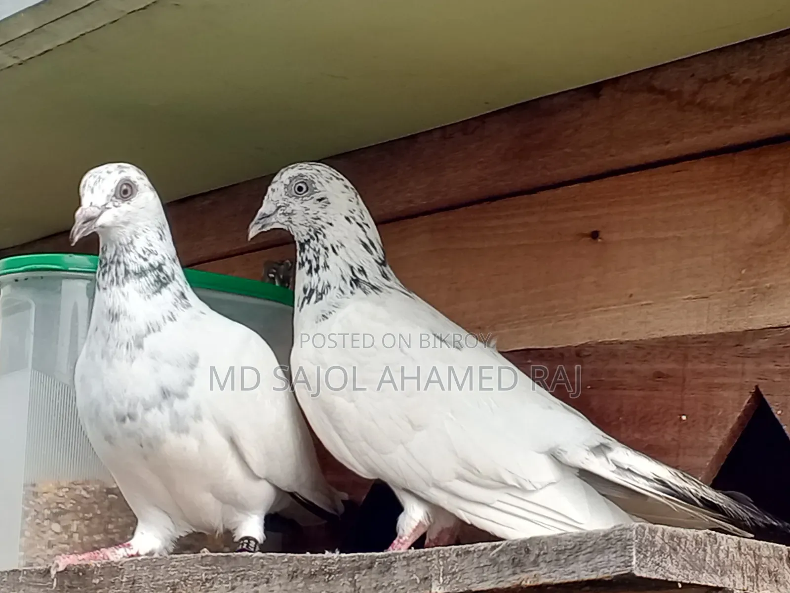 এক জোড়া গিরিবাজ হাতবদল হবে