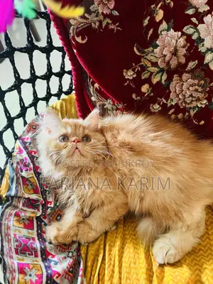1-3 Months Female Purebred Exotic