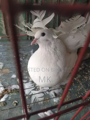 2 Lakha Female Pigeons