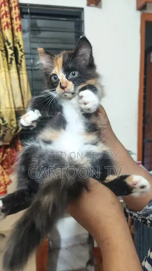 ১-৩ মাস বয়সী ফিমেল পিওরব্রেড পার্সিয়ান