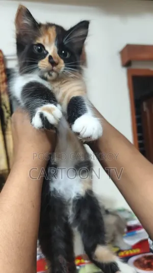 ১-৩ মাস বয়সী ফিমেল পিওরব্রেড পার্সিয়ান