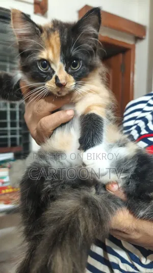 ১-৩ মাস বয়সী ফিমেল পিওরব্রেড পার্সিয়ান