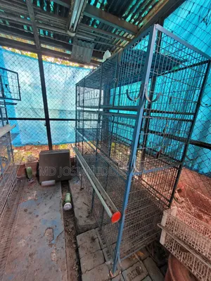 Pigeon, Chicken Cage