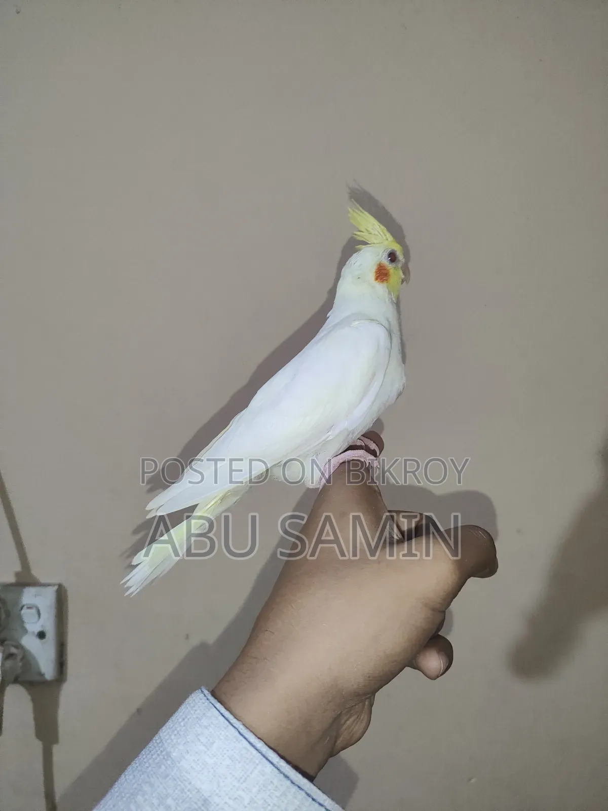 টেম সাইজ ককটেল বেবি এভেইলেবল