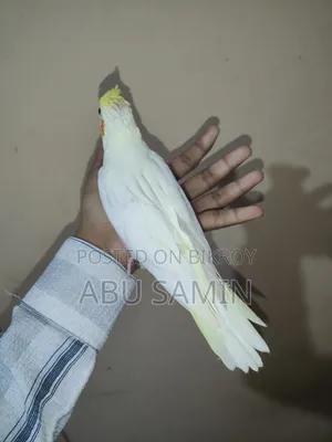 টেম সাইজ ককটেল বেবি এভেইলেবল