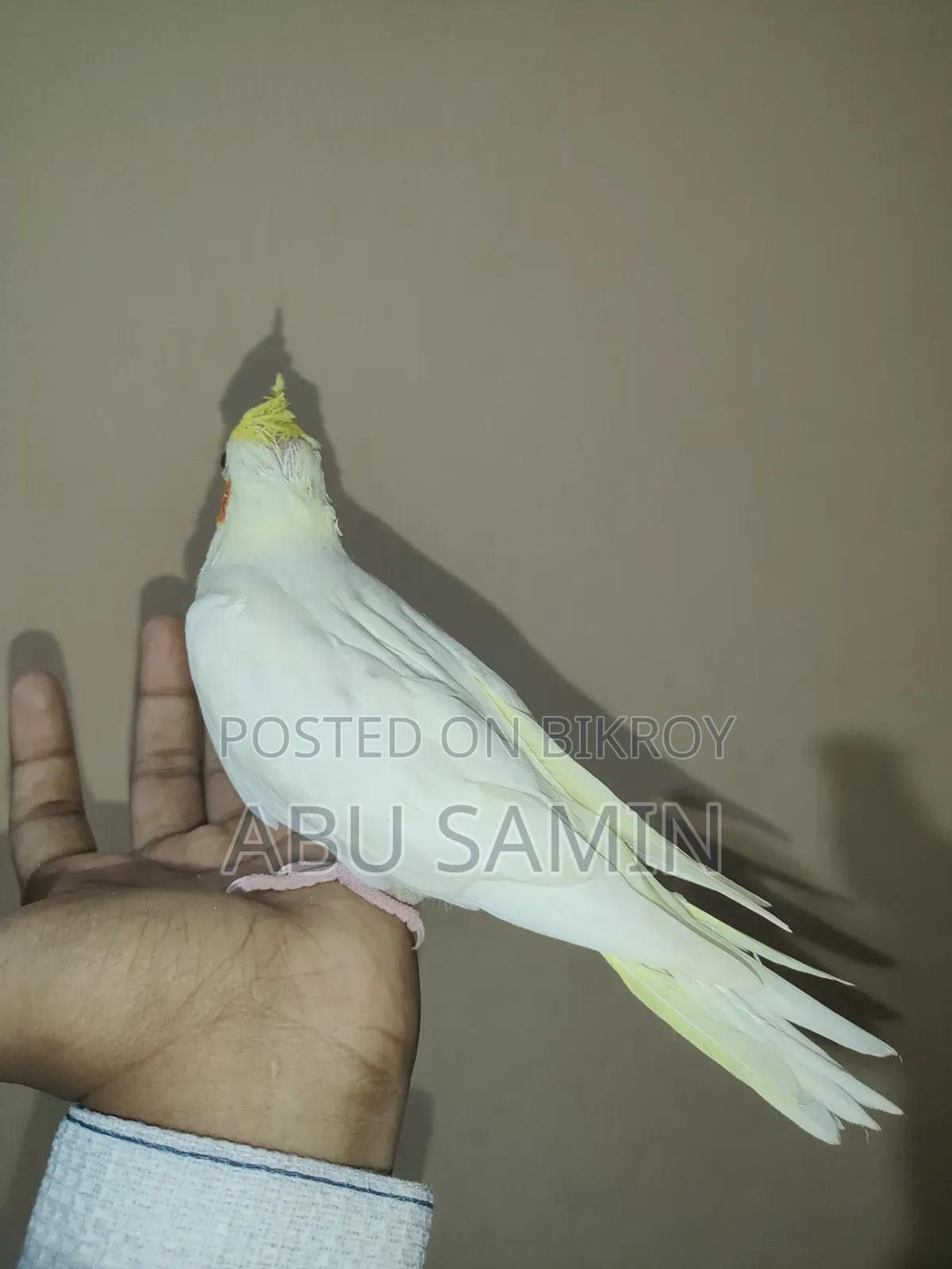 টেম সাইজ ককটেল বেবি এভেইলেবল