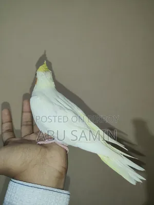 টেম সাইজ ককটেল বেবি এভেইলেবল