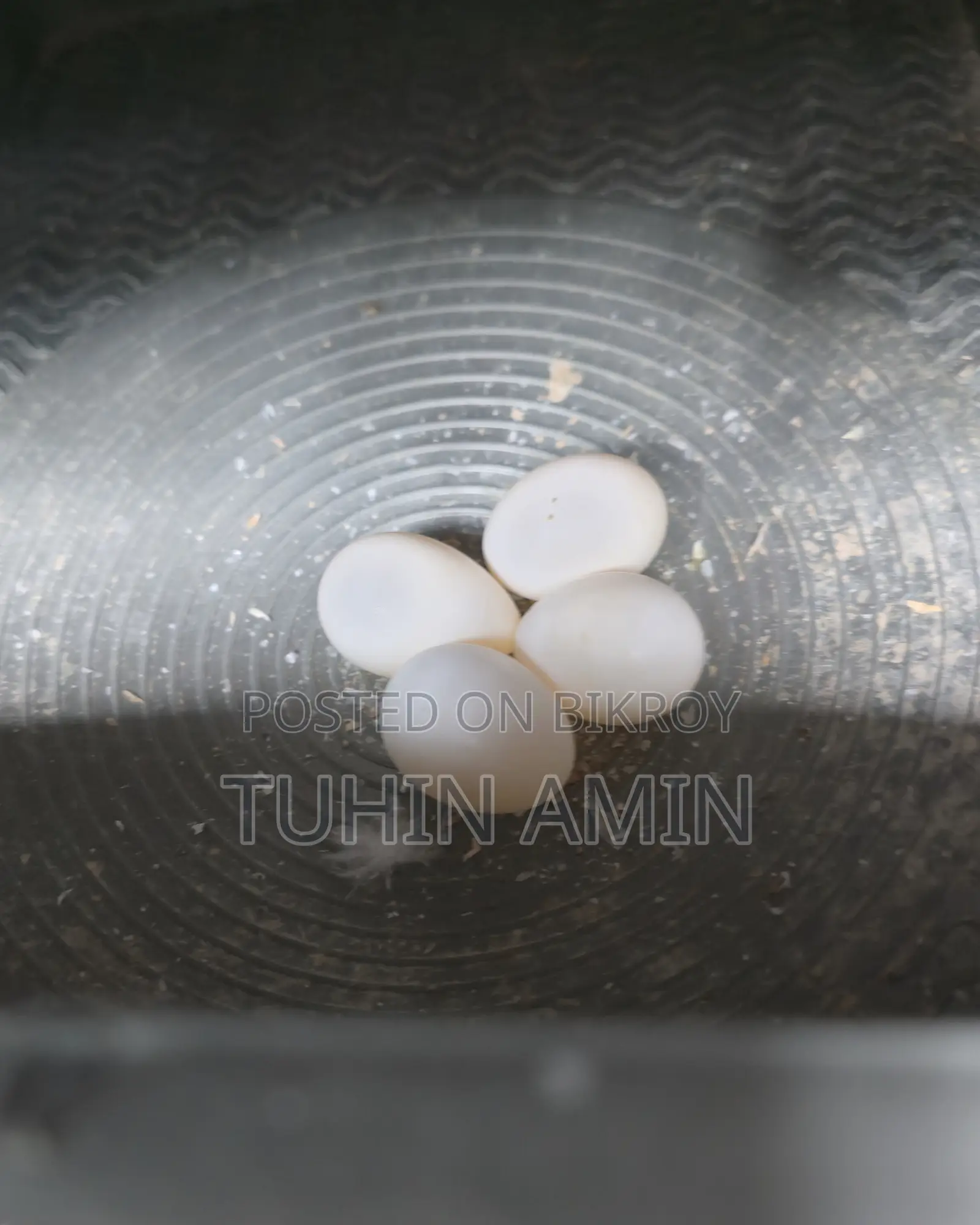 লুটিনো ককাটেল ডিমসহ