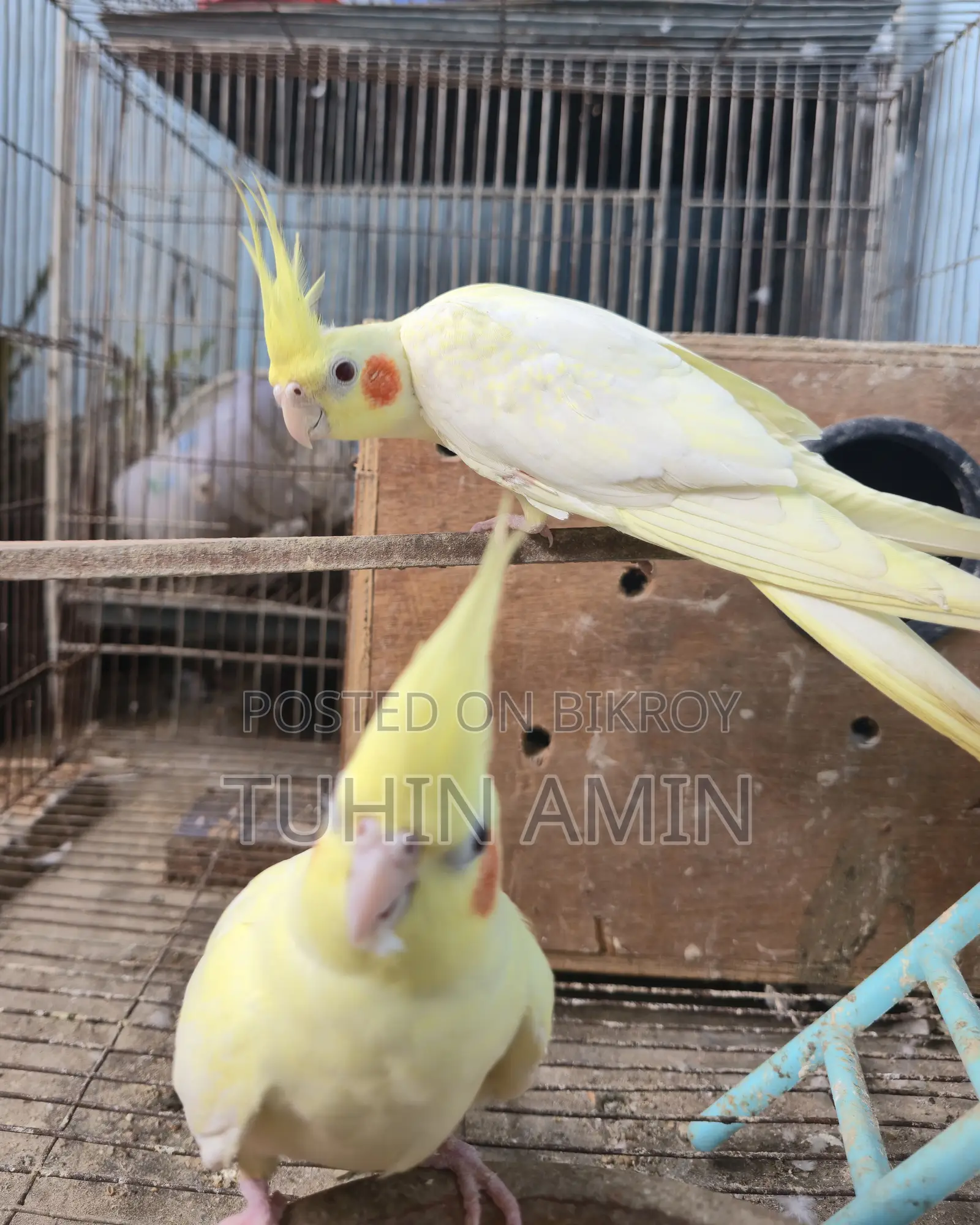লুটিনো ককাটেল ডিমসহ