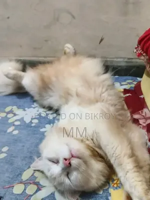 6-12 Months Male Mixed Breed Persian