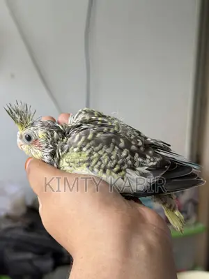 ককাটেল হ্যান্ডফিড বেবি