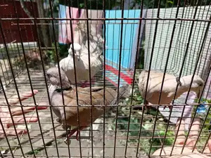অস্ট্রেলিয়ান ঘুঘু পাখি