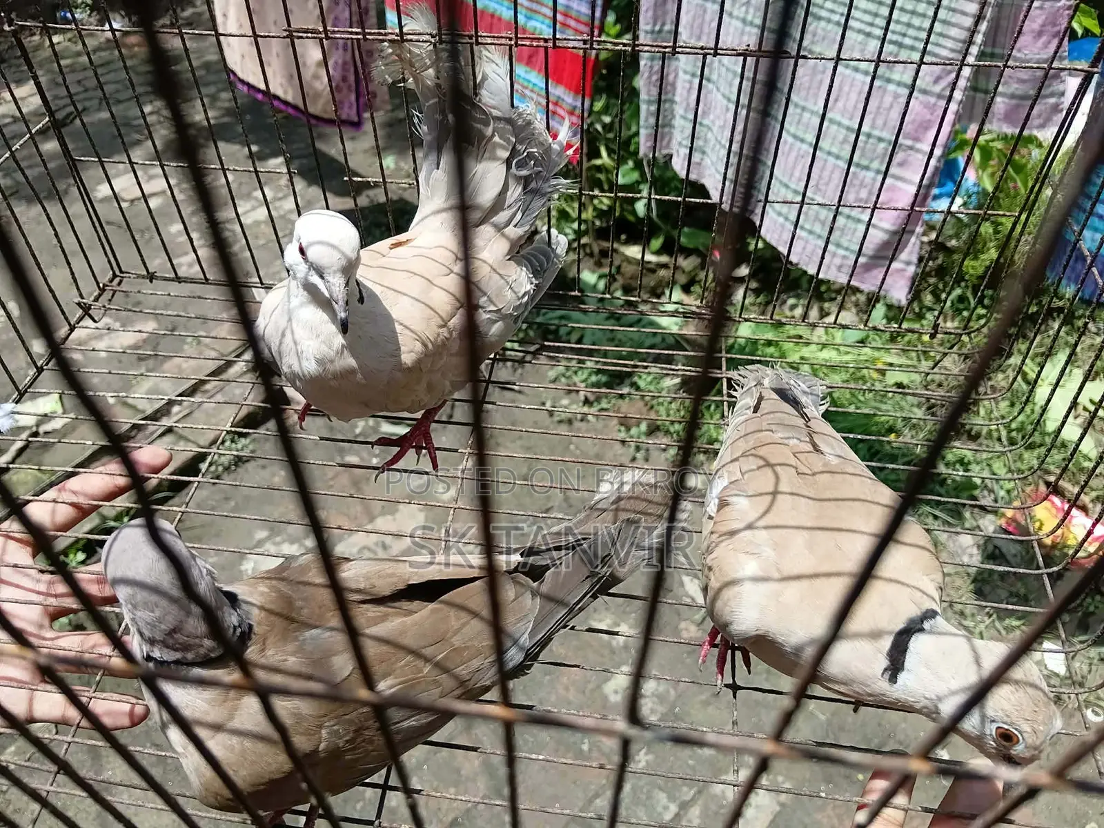 অস্ট্রেলিয়ান ঘুঘু পাখি