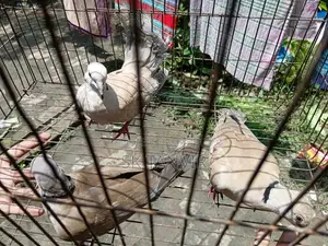 অস্ট্রেলিয়ান ঘুঘু পাখি