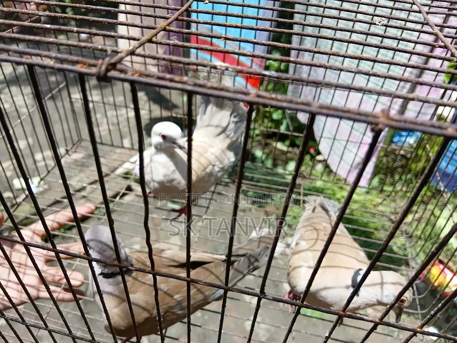 অস্ট্রেলিয়ান ঘুঘু পাখি