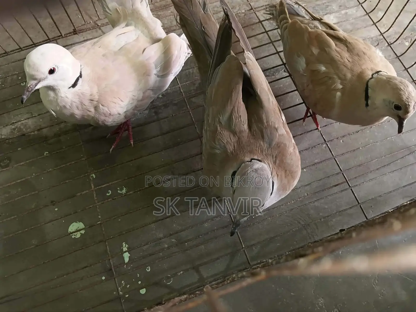 অস্ট্রেলিয়ান ঘুঘু পাখি
