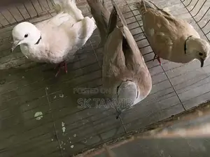 অস্ট্রেলিয়ান ঘুঘু পাখি