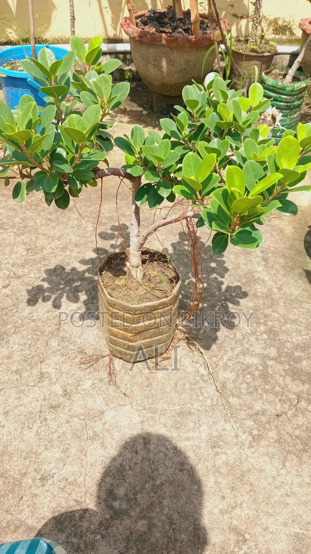 Bot Bonsai