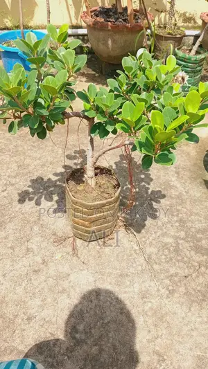 Bot Bonsai