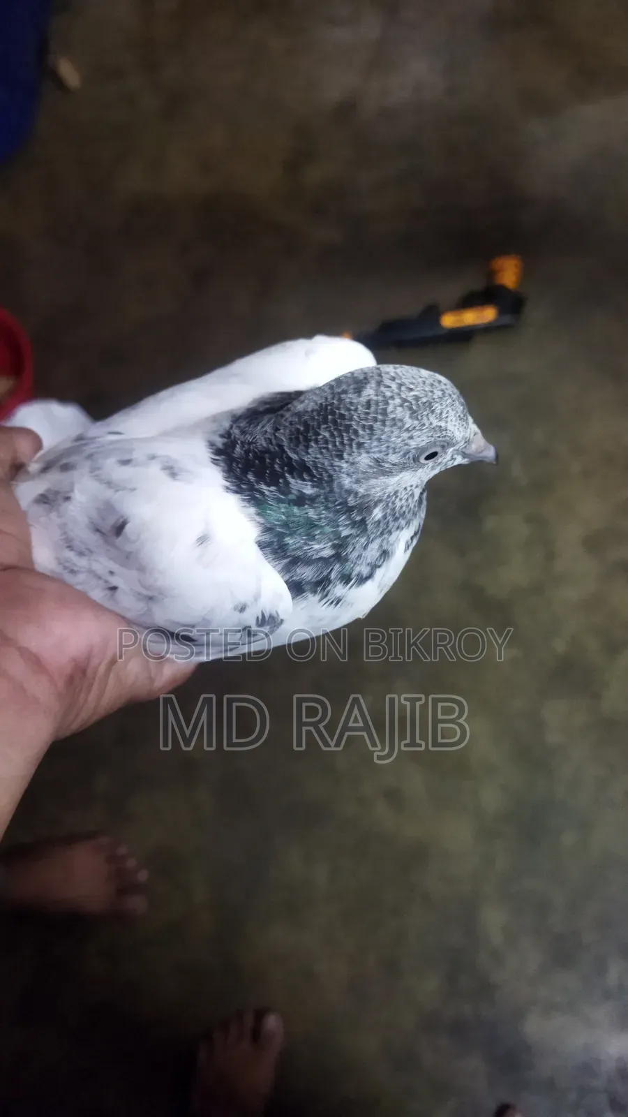 ২ টা বাচ্চা