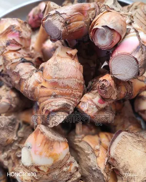 Thai Galanga
