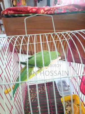 টিয়া পাখিটি অনেক সুস্থ আছে, দাম কম বেশি করে নেওয়া যাবে
