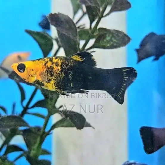 Aquarium Fish