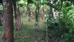 6 Decimal Land for Sale | Total Price