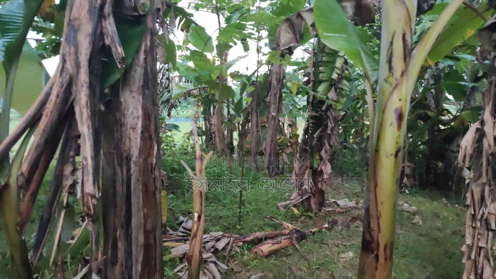 6 Decimal Land for Sale | Total Price