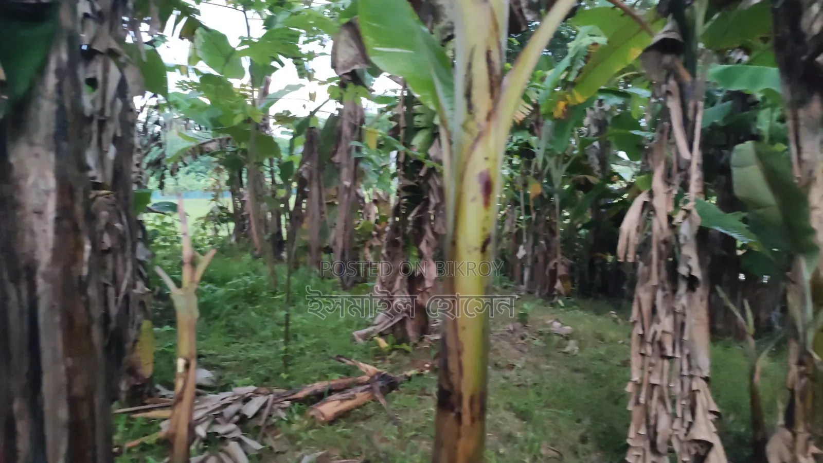 6 Decimal Land for Sale | Total Price