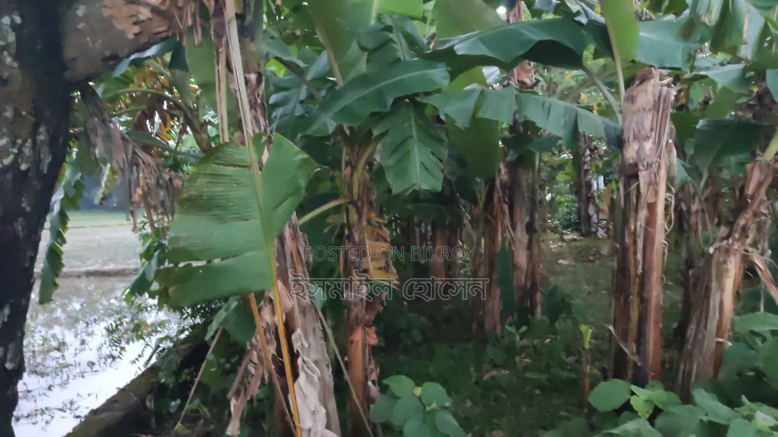 6 Decimal Land for Sale | Total Price