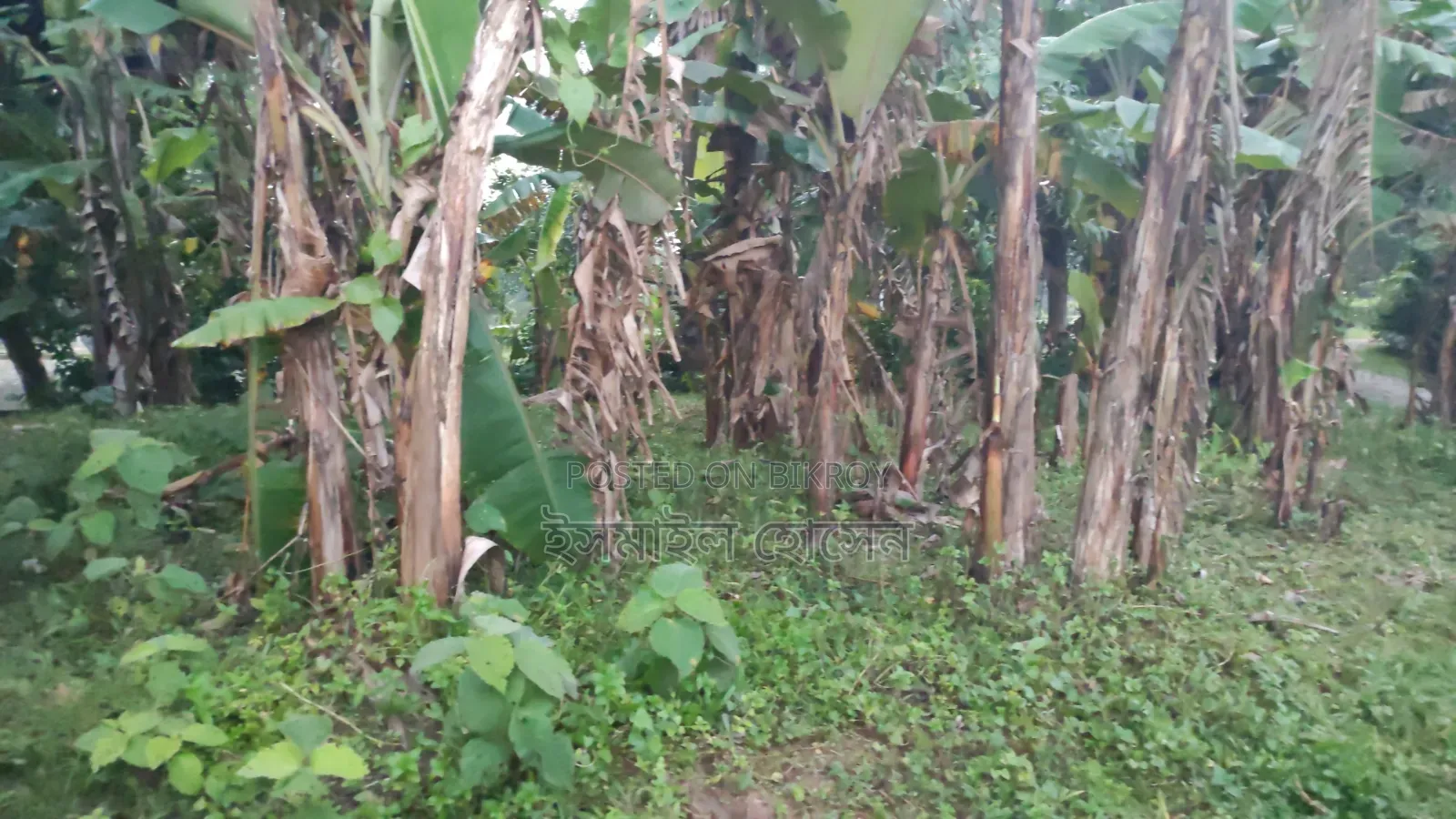 6 Decimal Land for Sale | Total Price