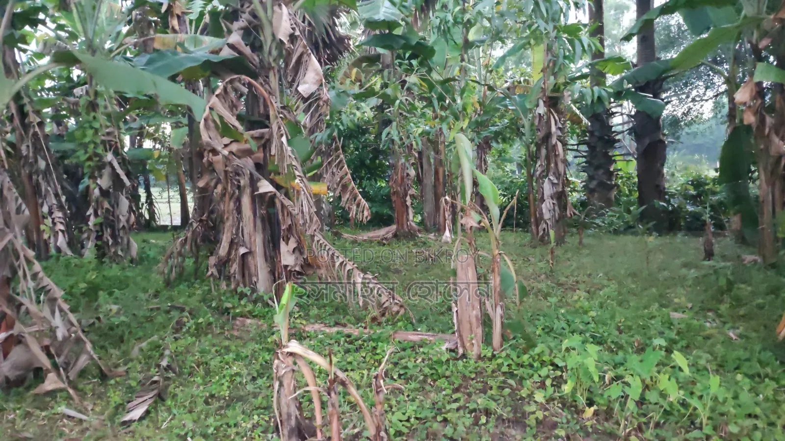 6 Decimal Land for Sale | Total Price