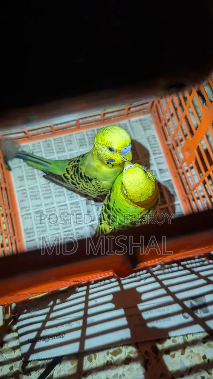 Budgerigar