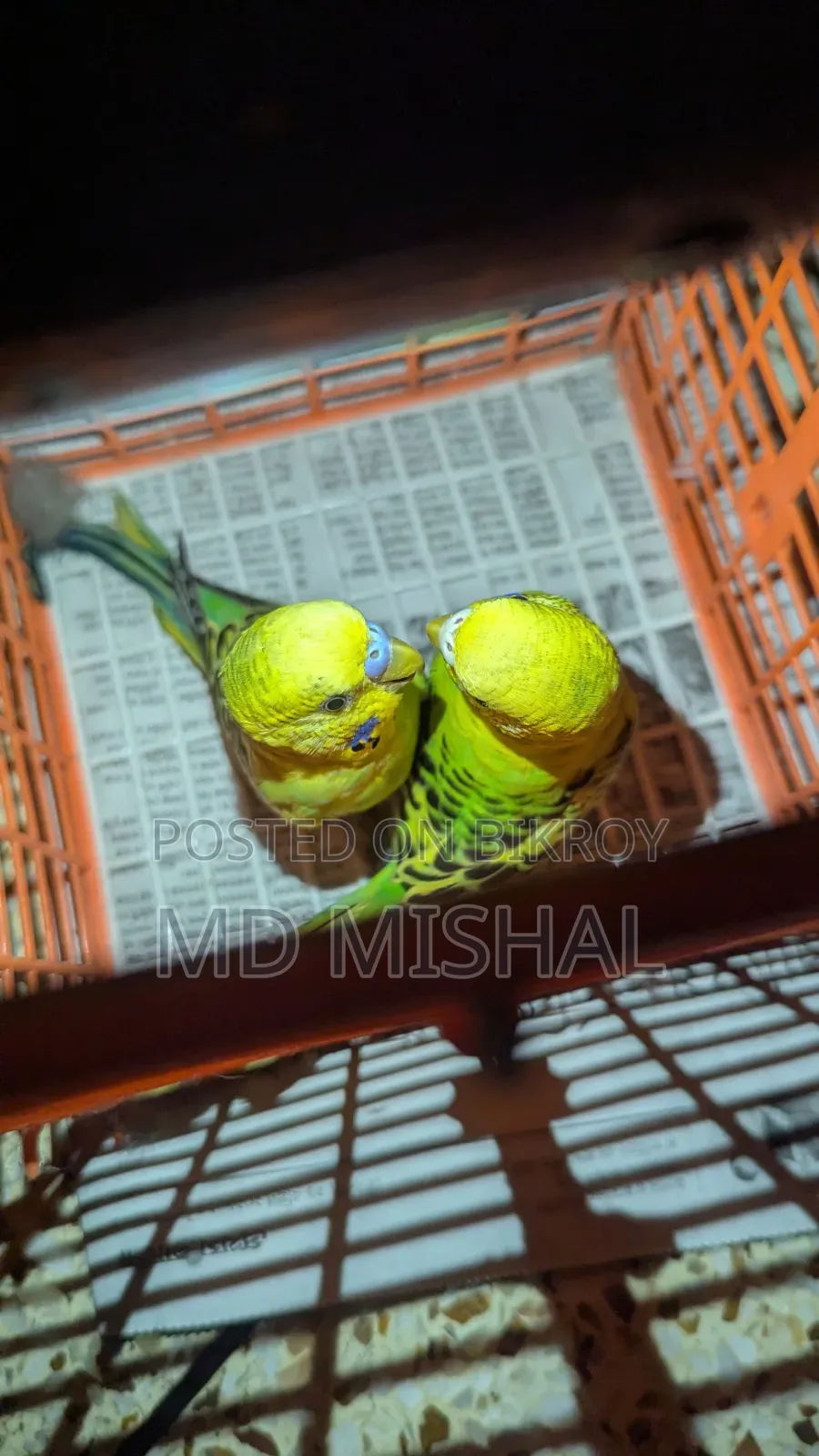 Budgerigar